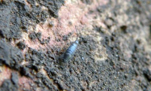 Willowsia buskii